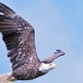 Adult Eagle In Flight (Framed 18 X 24) JAH-33